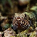 lizardfish_reef_res_h_0705_png0266.jpg